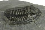 Diademaproetus Trilobite Fossil - Morocco #249894-1